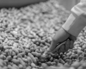 nuts factory success story